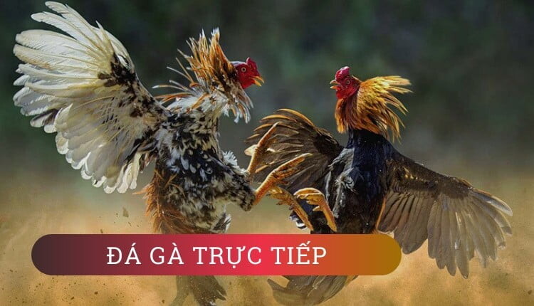 Đá gà 678 - Quy tụ đa dạng các trận cược đá gà đặc sắc 5 Daga678 hiện đã có vị thế khá vững trên thị trường cược đá gà online