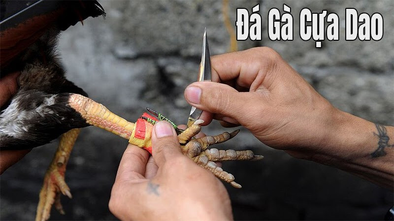 Đá gà cựa dao trực tiếp hôm nay có điểm gì thu hút? 9 Một số lưu ý khi cược đá gà cựa dao trực tiếp hôm nay