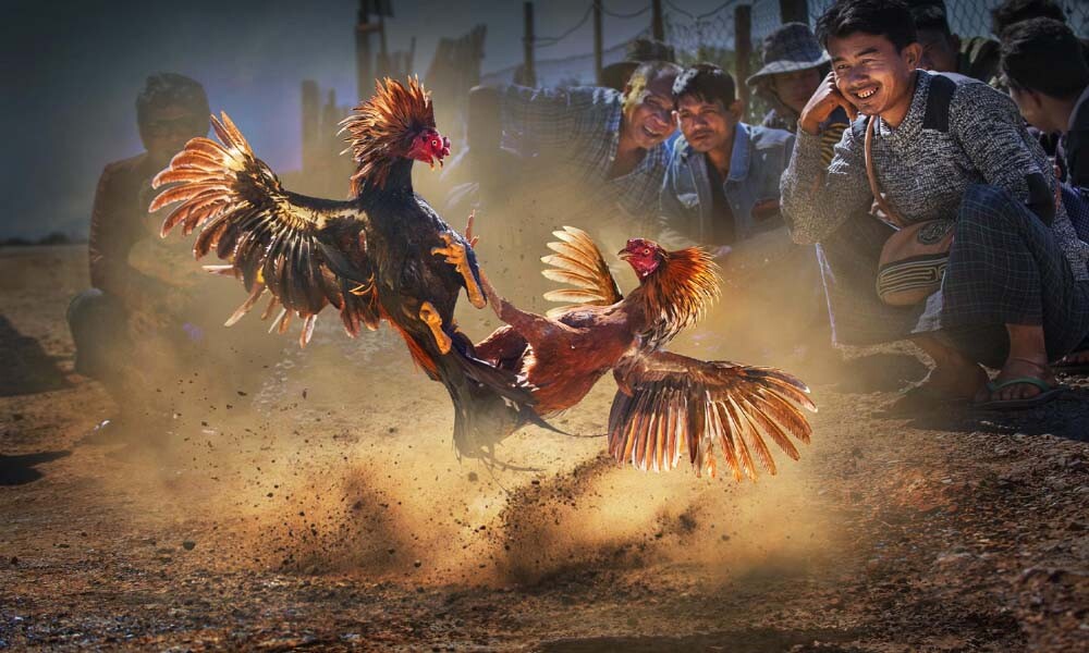 Những lợi ích khi xem đá gà bình luận mà anh em nên biết 10 Các hình thức đá gà bình luận phổ biến