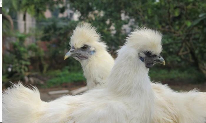 Hướng dẫn cách chăm sóc gà lông lụa có giá trị cao 7 Giống gà Silkie rất hiền và thân thiện