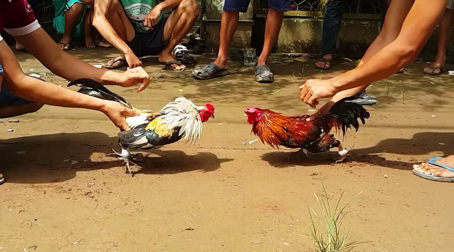 Bật mí kinh nghiệm đá gà hàng xáo hay sư kê nên biết 7 Kinh nghiệm đá gà hàng xáo để đặt cược thông minh nhất