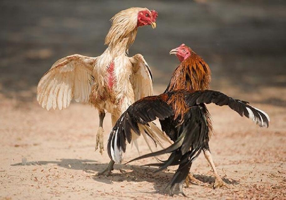 Hướng dẫn cách chọn gà đá chợ tốt hay nhất mà bạn nên biết 7 Nên tham khảo nguồn gốc của một chú gà kỹ trước khi lựa chọn