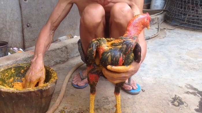 Hướng dẫn cách nuôi gà chọi khỏe và săn chắc 9 Om bóp cho gà bằng nghệ, rượu và quế