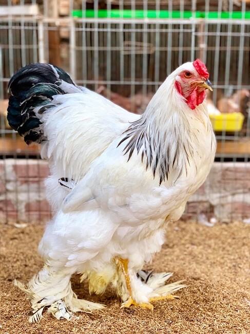 Bật mí kỹ thuật nuôi gà Brahma có hiệu quả kinh tế cao nhất 6 Giống gà Brahma có nguồn gốc từ đâu?