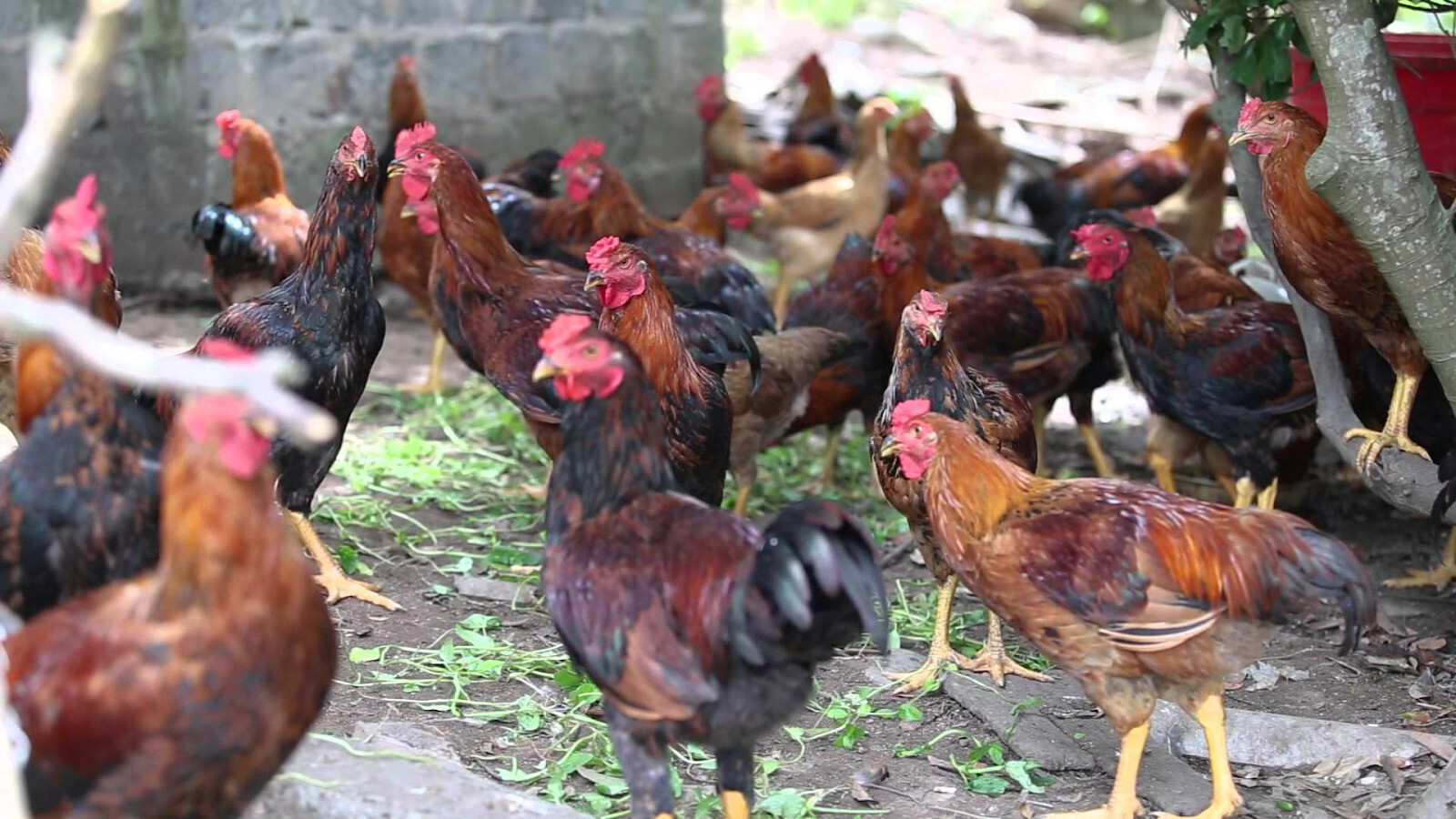 Gà lai chọi có đặc điểm gì? Hướng dẫn cách chăm sóc 7 Chia sẻ cách nuôi gà chọi lai đúng kỹ thuật