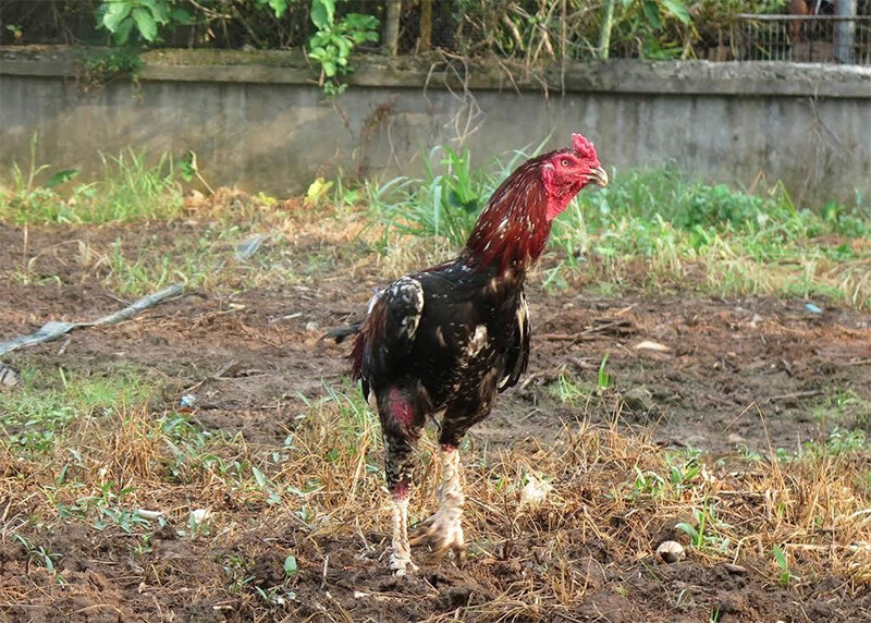 Các loại gà linh kê thần kê siêu hiếu chiến, quý hiếm 14 Gà lão kê thần đồng