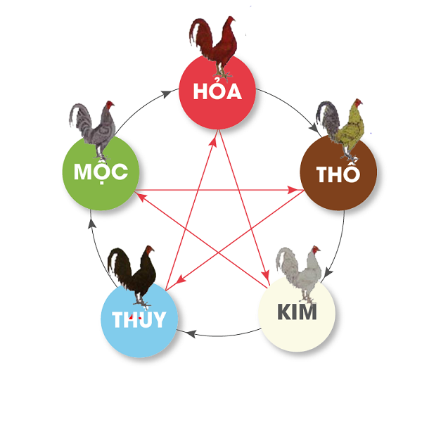 Hôm nay đá gà màu gì ngon và chuẩn xác 100% mới nhất 5 Xem màu mạng gà đá hôm nay chính xác 100%