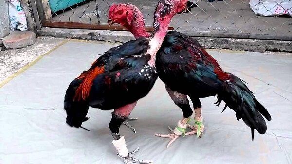 Cách nuôi gà đá bị rót hiệu quả cho các sư kê 6 Cách nuôi gà đá bị rót bằng việc luyện tập