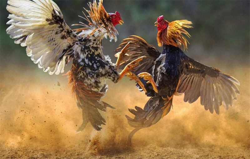 Tìm hiểu về gà đá chân cua và kinh nghiệm nuôi nên biết 8 Có nên nuôi gà đá chân cua để làm gà chiến hay không?