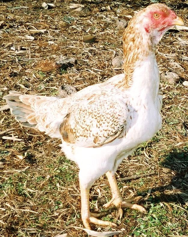 Tìm hiểu về gà rừng Saipan cùng những kinh nghiệm nuôi 7 Đặc điểm nhận dạng của giống gà rừng Saipan