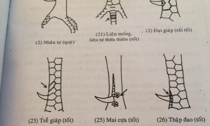 Có nên chọn gà chọi có vảy gà kích giáp đá hay không? 8 Một loại vảy gà đá tốt khác