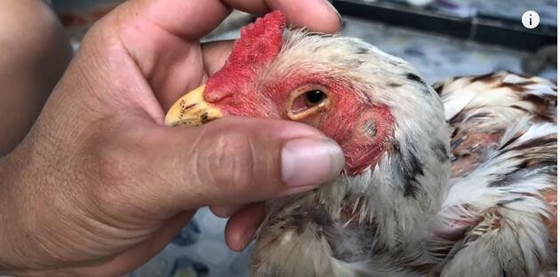 Cách chữa gà bị đá mù mắt dễ dàng và hiệu quả nhất 4 Nguyên nhân chính khiến gà đá bị mù mắt - Cách chữa gà bị đá mù mắt
