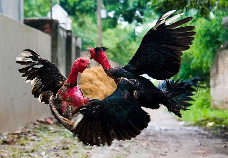 Hướng dẫn cách chăm sóc gà chọi trước khi đá từ chuyên gia 5 Tầm quan trọng của cách chăm sóc gà chọi trước khi đá