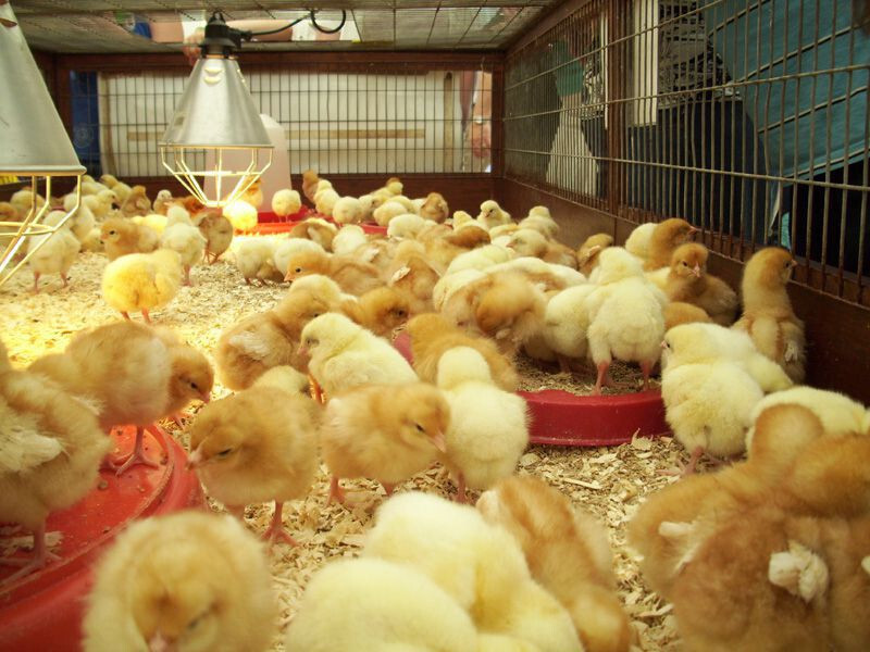 Bí quyết nuôi gà con khỏe mạnh, lớn nhanh từ chuyên gia 9 Bí quyết nuôi gà con khỏe mạnh trong quá trình nuôi