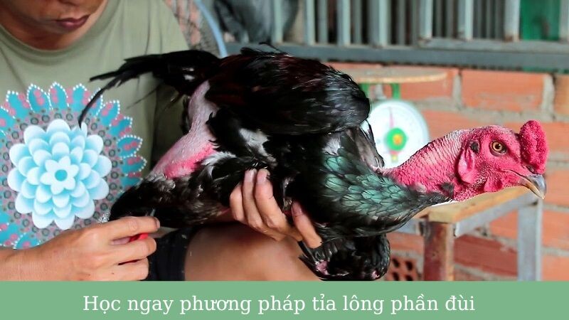 Hướng dẫn cắt tỉa lông gà đá đỉnh nhất 2025 9 Học phương pháp tỉa lông phần đùi sao cho đúng?