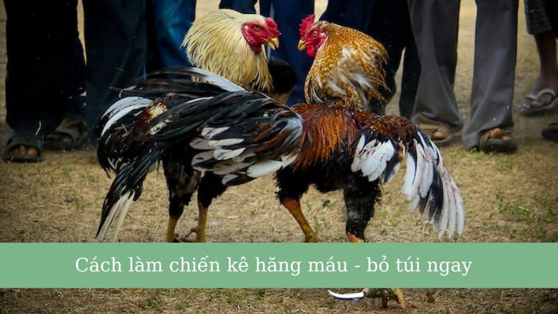5+ cách làm gà chọi máu chiến chủ gà nên biết 5 Top những cách làm gà chọi máu chiến