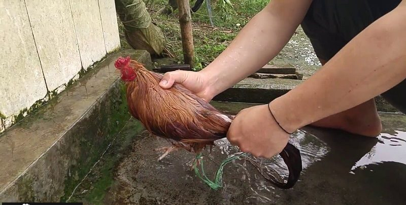 Cách tắm gà tre đá - Tổng hợp các cách tắm sư kê hay áp dụng 6 Một số lưu ý trong quá trình tắm cho gà đá tre