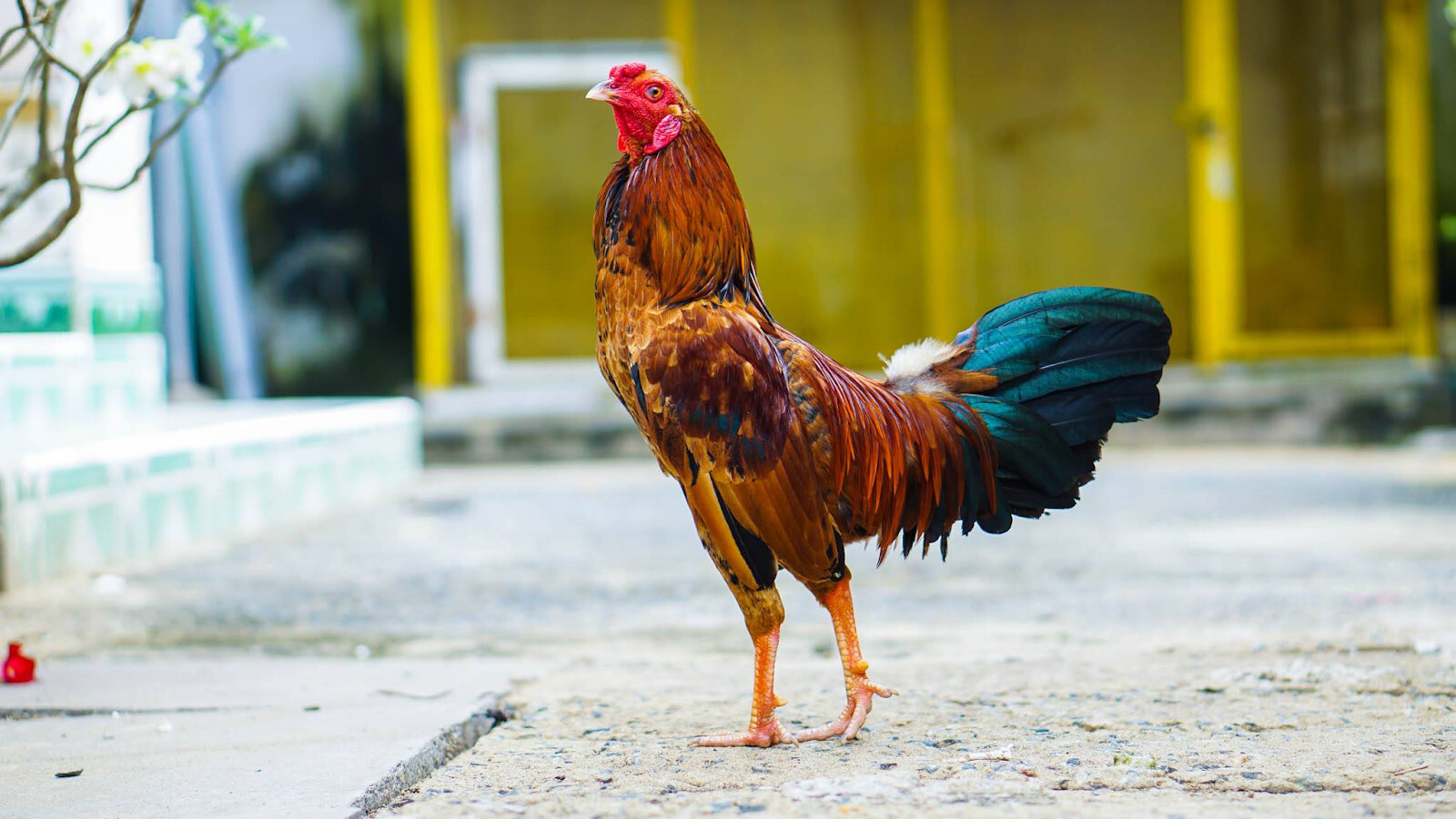 Cách chọn gà đá cựa sắt hay - Chia sẻ từ chuyên gia 5 Ngoại hình rất quan trọng khi chọn gà đá cựa sắt