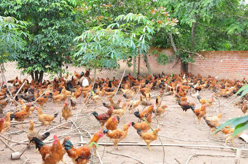 Cách nuôi gà đá thả vườn lớn nhanh, ít bệnh 7 Thức ăn rất quan trọng trong cách nuôi gà đá thả vườn