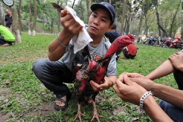 Hướng dẫn cách làm rượu nghệ bóp gà đá hiệu quả nhất 9 Image