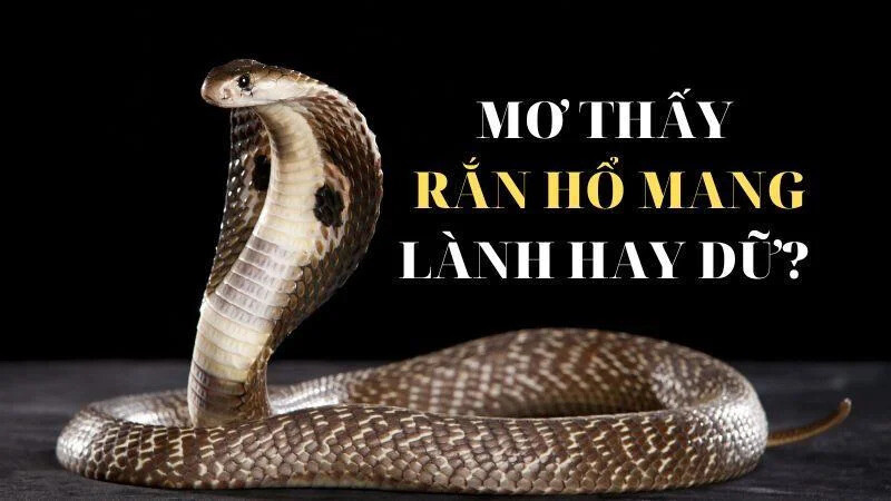 Giải mã nằm mơ thấy rắn đầy đủ từ chuyên gia sổ mơ 6 Ý nghĩa của nằm mơ thấy rắn là gì?