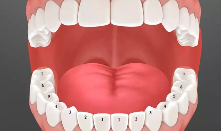 Nằm mơ thấy rụng răng đánh số mấy? Ý nghĩa đằng sau 6 Nằm mơ thấy rụng răng nhưng không chảy máu