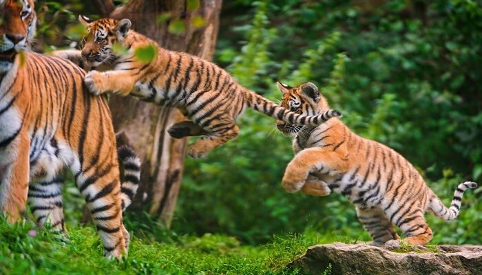 Nằm mơ thấy hổ là tốt hay xấu? Mơ thấy hổ đánh con gì? 10 Image 1