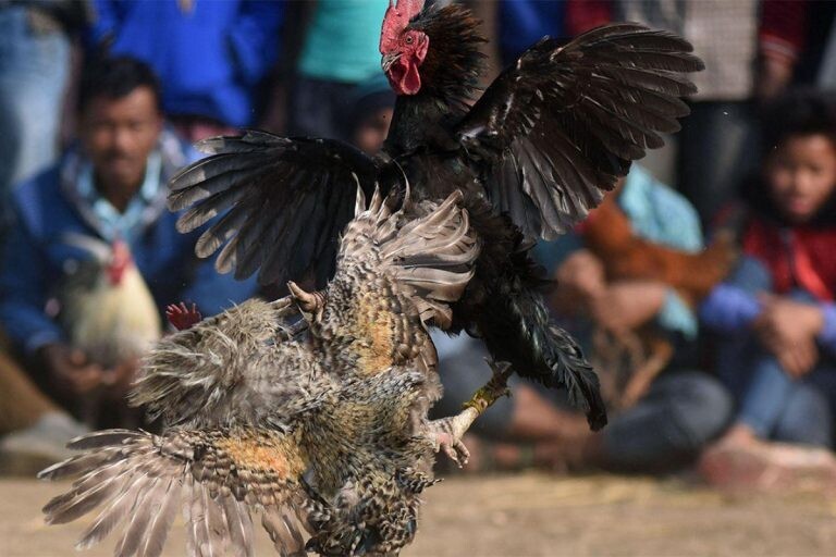 Sảnh đá gà Thomo uy tín - Nơi người chơi gửi trọn niềm tin 7 Tham gia sảnh đá gà Thomo uy tín mang lại nhiều lợi ích