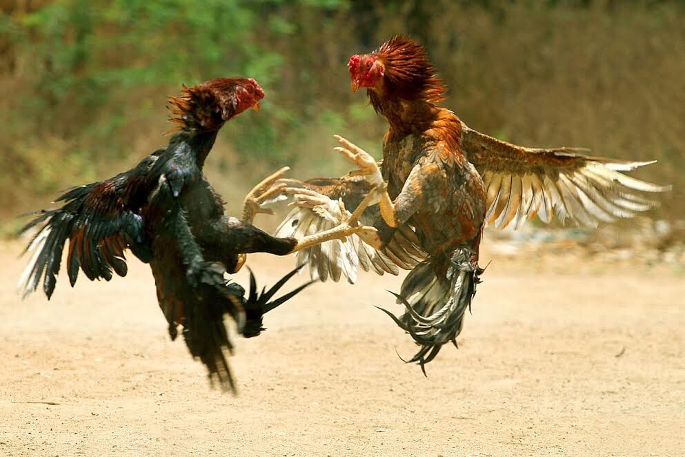 Quy trình huấn luyện gà đá chi tiết các bước bạn nên biết 7 Image